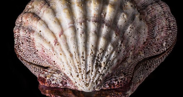 Large Scallop Shell Reflected, by Bill Gracey